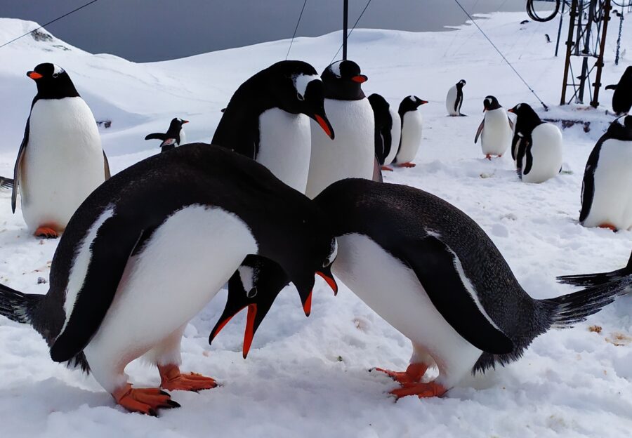 закохані пінгвіни
