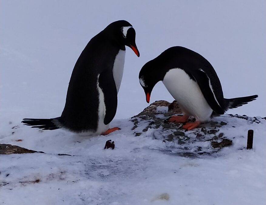 закохані пінгвіни1