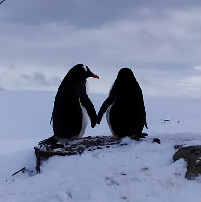 закохані пінгвіни2