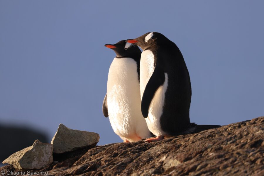 закохані пінгвіни4