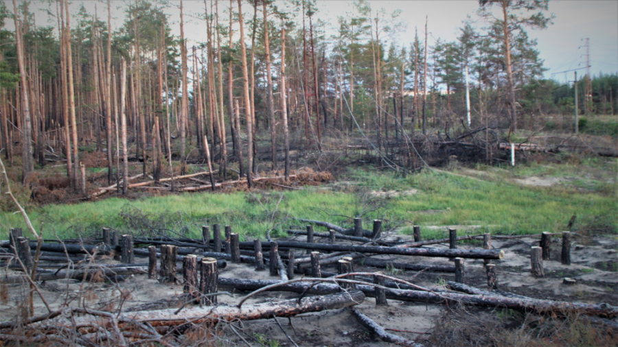 Спалений ліс поблизу Святогірська