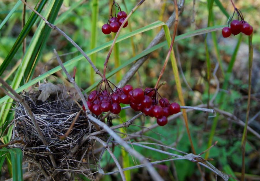 Фото Станіслава Гуменюка 3